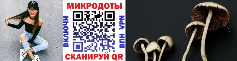 Галлюциногенные грибы Psilocybe  Купить  Черногорск 